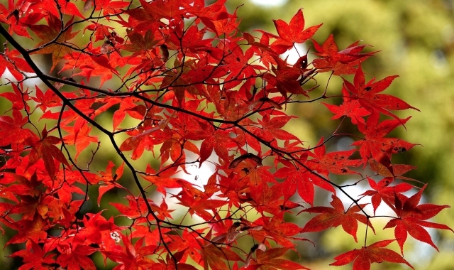 治療と仕事の両立支援について